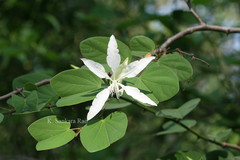 Bauhinia forficata